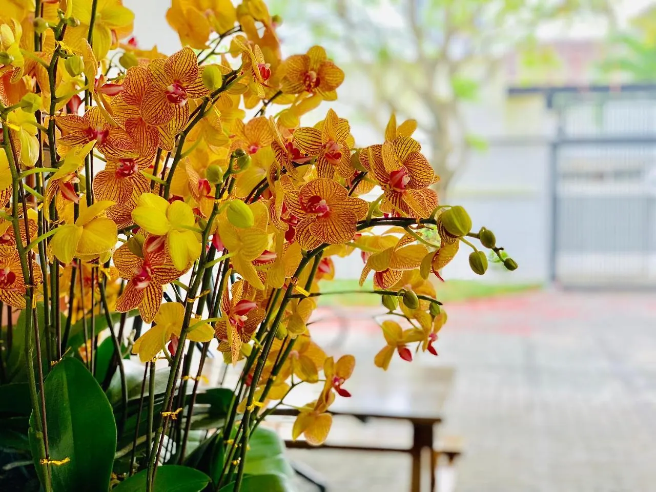 Lan Vien Villa Da Nang